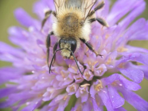 Bombus pascuorum